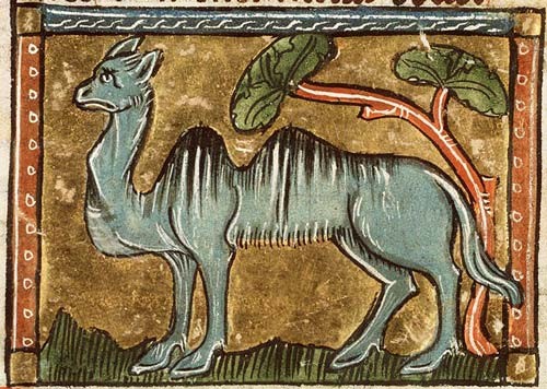 This Camel, like all medieval illustrations of animals, looks as if it has just committed an embarrassing social faux-pas.